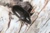 Amara lunicollis
